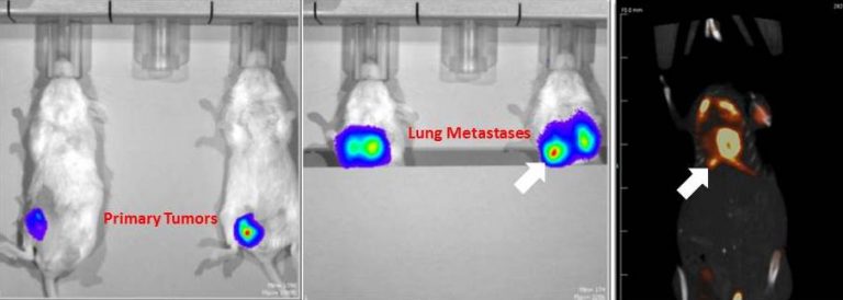 PBalb/c mice with 4T1-luciferase breast tumors excised to promote lung metastasis. Luciferin imaging (left) showed primary tumor and metastases. FDG imaging by PET (right) demonstrated robust uptake in metastases as well as the heart.