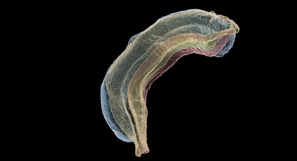 Multicolored, semi-transparent 3D rendering of a folded, layered anatomical structure floating against a black background.